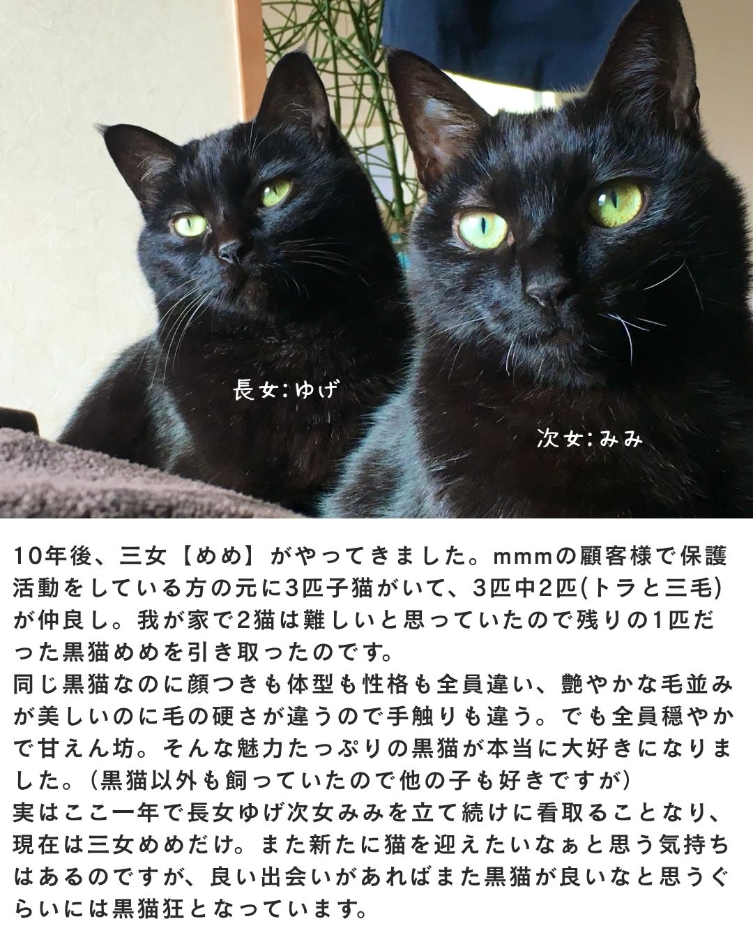 【黒ねこ意匠コラボ】Twist “CAT” Robin